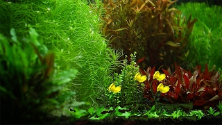 The Rhythm Of Natural Aquarium [upl. by Chesna]