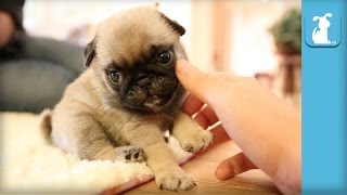 The Pug Puppy Compilation That Will Change Your Life  Puppy Love [upl. by Fritzsche366]