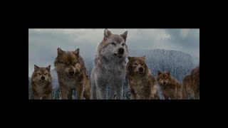 Twilight Wolves Scenes [upl. by Dowd]