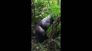 Wild Silverback Gorilla mating [upl. by Fredrick]