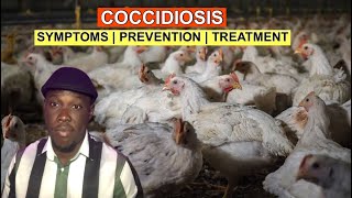 Coccidiosis In Broilers  Symptoms Prevention amp Treatment [upl. by Anedal745]