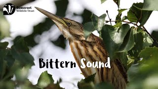 Bittern Sound [upl. by Rosette]