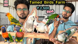 Exotic Tamed Birdss 😱 வீ்ட்டு மாடியில் இவ்ளோ Bird’s  Talking birds  Sun conure Lorry kit [upl. by Fabyola]