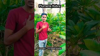 Plumeria rubra nursery plants india champa [upl. by Jezabelle936]