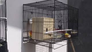 Ternak lovebird rumahan  ternak lovebird sederhana [upl. by Jahdiel]