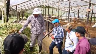 Almacenamiento de pasto de corte en TAMBOS para evitar temperatura [upl. by Pittel849]