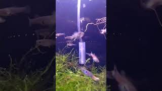 Endler Fish and Floating Planter aquascapeaquarium [upl. by Oralie]