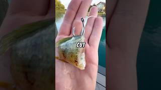 Let’s fish for CATFISH using a TINY ROD🐟🎣 baitfishing fishing fish catfishfishing [upl. by Leanne800]