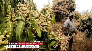 Tips to MAXIMIZE on Flowering MANGO TREES [upl. by Amling645]