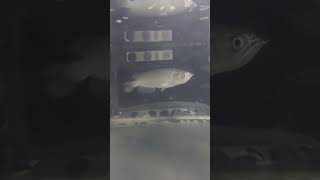 Arowana jardini semiplat shortvideo fish freshwaterfish aquarium tropicalfishtank shortsfeed [upl. by Paolo]