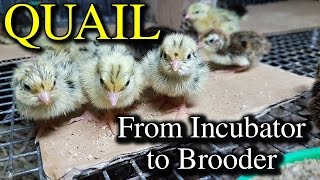 Hatching Quail Eggs amp Brooding Coturnix Chicks with Tips [upl. by Custer258]