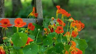 How to Grow Nasturtium [upl. by Olinde]