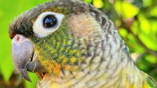 Green cheek yellow sided conure  How many birds do you have What birds are there [upl. by Gnuhc]