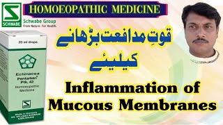 PTK 42 Echinacea Pentarkan  DrWillmar Schwabe Germany  Homoeopathic Medicine  Urdu Hindi [upl. by Enialedam]