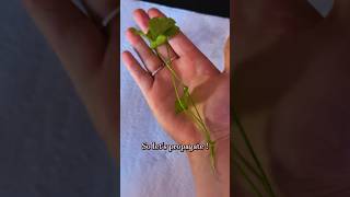 🌱Taiwan Lily Propagation Made Easy🌱 [upl. by Aenea]