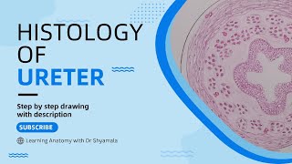 Histology of Ureter step by step drawing with description [upl. by Cissy]