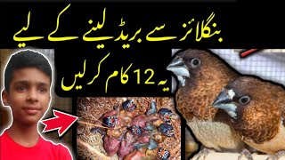 Bengalese Finch Breeding Tips🤗  Bengali Finch Information  100 Breeding Formulas [upl. by Haroppiz]