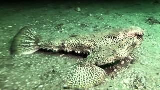 Atlantic Batfish Walking on Seafloor [upl. by Adnara612]