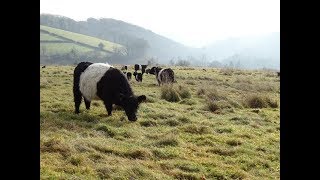 How to Create and Manage Barn Owl Foraging Habitat UK [upl. by Dis945]