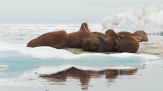 The truth about Attenboroughs falling walruses [upl. by Hollinger624]