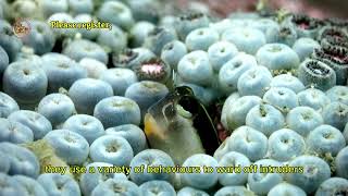 Cute Blenny Fish Discovers Camera in Ocean Hilarious Reactions [upl. by Brest]