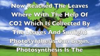 Osmosis Cohesion Adhesion Transpiration and Photosynthesis [upl. by Matuag]