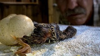 Wild Turkeys Imprinting on a Human  BBC Earth [upl. by Jd]