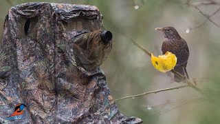 Tragopan Chair Hide for Bird Photography  Lagopus Blind [upl. by Alano692]