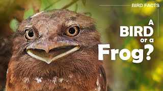 Sri Lanka Frogmouth Facts  Bird Facts  Frog Faced Bird [upl. by Lalittah552]