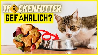 Macht Trockenfutter deine Katze wirklich krank [upl. by Yesmar]