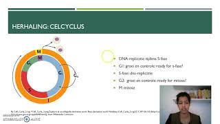 DNA replicatie en celcyclus HAVO [upl. by Lebatsirc]