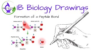 Drawing Formation of a Peptide Bond [upl. by Zavala]