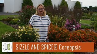 All About Coreopsis SIZZLE amp SPICE®  Walters Gardens [upl. by Nerrad]