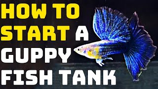 How To Start A Guppy Fish Tank  Guppy Channel [upl. by Cammy]