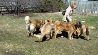 Crazy Leonberger play time [upl. by Nitsrik443]