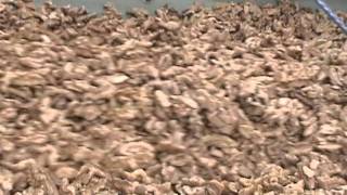 Walnuts Processing on Optyx® 3000 Laser Sorter [upl. by Annaegroeg]