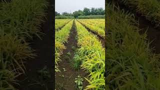 Adrak Ki Kheti Me Rog  Ginger Cultivation  rubul jaapihajiyaa adrak ada ginger [upl. by Aneehc31]