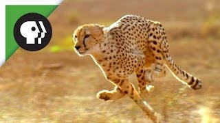 Did the American Cheetah Make the Pronghorn Fast [upl. by Ause970]