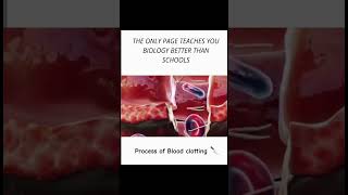 Process of blood clotting 👍 animation science biology study bloodclotting trending explore [upl. by Ivonne]