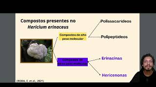 Hericium erinaceus Metaboloma e Atividades Farmacológicas [upl. by Cope594]