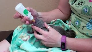 How to take care of newborn puppies [upl. by Etnwahs]