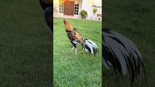 Rooster Favorite trending subscribe chiken viral viralvideo youtubeshorts highlights foryou [upl. by Cassell892]