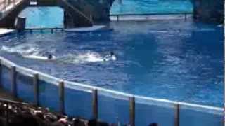 Killer whale kills trainer at Orlandos Sea World Dawn Brancheau Rip [upl. by Netnert]