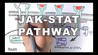 JAKSTAT Signalling Pathway [upl. by Octavus868]