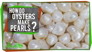 How Do Oysters Make Pearls [upl. by Edlin]