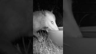 Thirsty Opossum shorts opossum animals animal nature wildlife night florida cuteanimals [upl. by Engapmahc]