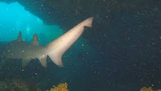 Shark Cave Rottnest [upl. by Annalee632]