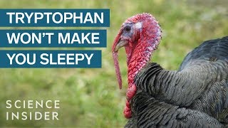 Why Thanksgiving Turkey Doesn’t Actually Make You Sleepy [upl. by Moreland]