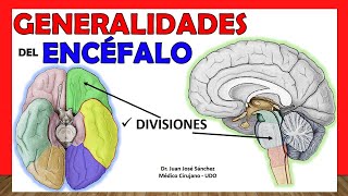 🥇 GENERALIDADES DE ENCÉFALO Anatomía Divisiones  Partes ¡Explicación Sencilla [upl. by Mauro]