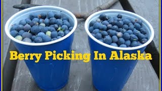 Berry Picking  Alaska Wild Blueberry [upl. by Fleischer6]